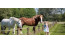 Kampeerplaatsen Het Caitwickerzand op de Veluwe met paardenweide VMP031